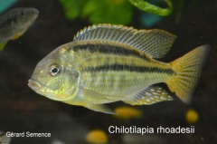 Chilotilapia rhoadesii (femelle)