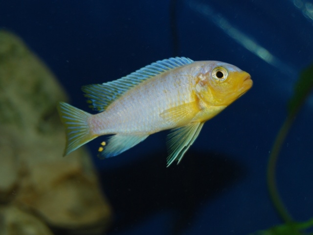 Maylandia chrysomallos Nametumbwe (mâle)