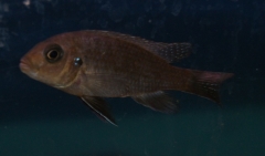 Maylandia chrysomallos Nametumbwe (femelle)