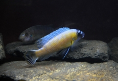 Labeotropheus trewavasae Katale Reef (couple)