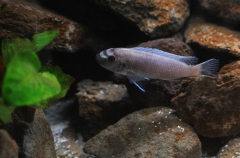 Labeotropheus trewavasae Katale Reef (femelle)