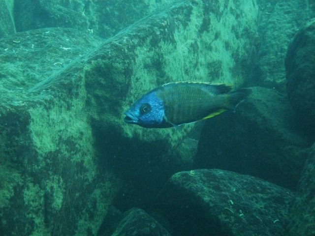 Protomelas spilonotus .Membe Island (sp. 