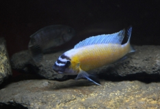 Labeotropheus trewavasae Katale Reef (mâle)
