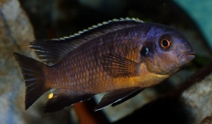 Tropheops tropheops Makokola Reef (mâle)