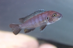 Cynotilapia zebroides Minos Reef (femelle)