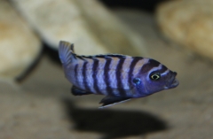 Cynotilapia zebroides Minos Reef (mâle)