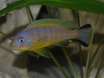 Pseudotropheus sp. 