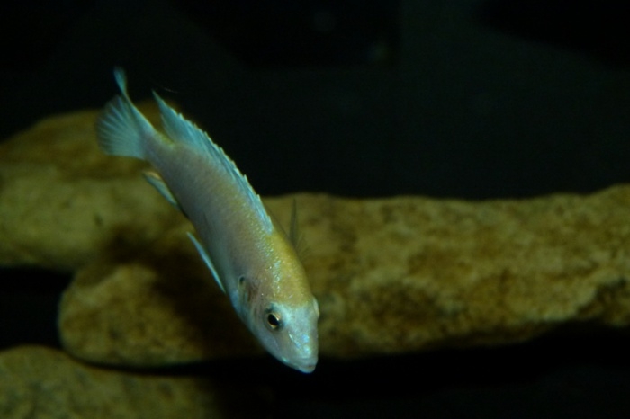 Labidochromis caeruleus Chadagha (mâle)