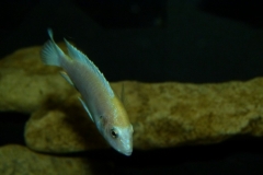 Labidochromis caeruleus Chadagha (mâle)