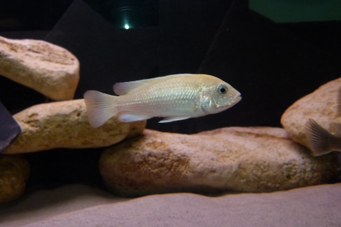 Labidochromis caeruleus Chadagha (femelle)