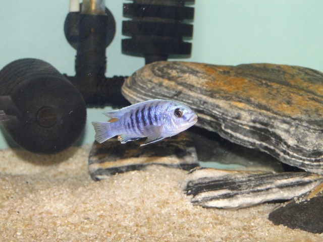 Labidochromis freibergi Likoma Island (mâle)