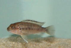 Labidochromis freibergi Likoma Island (femelle)