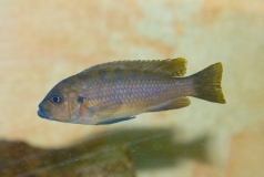 Maylandia cyneusmarginatus Chia (femelle)