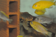Iodotropheus sprengerae Makokola (femelle)