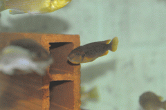 Iodotropheus sprengerae Makokola (femelle)