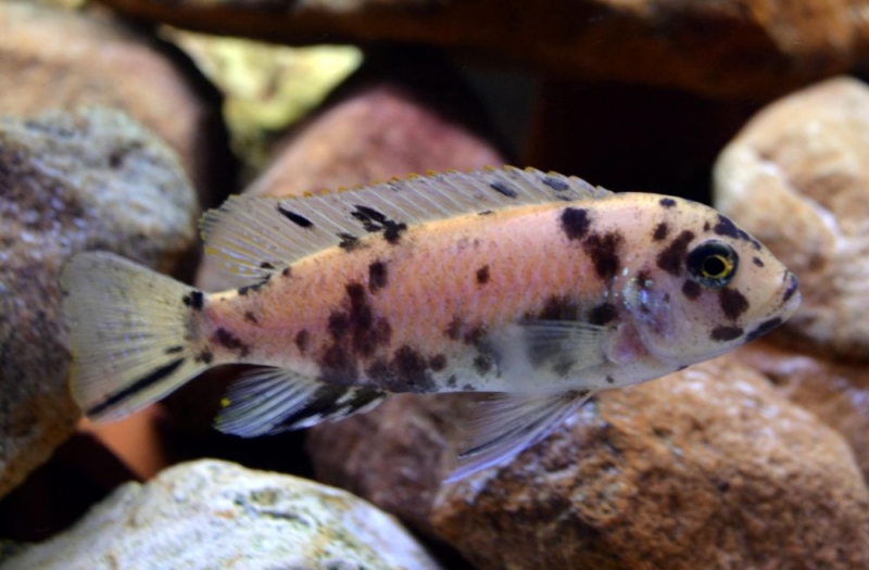 Maylandia sp. 