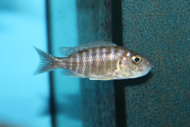 Aulonocara sp.