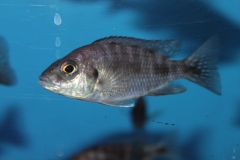 Aulonocara stuartgranti Chilumba femelle