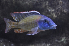Lethrinops sp."longipinnis Ntekete" (male)