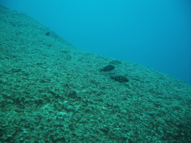 Protomelas sp. 