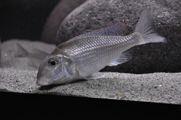 Lethrinops sp.