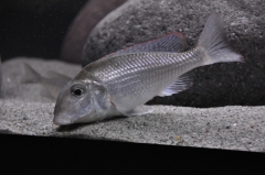Lethrinops sp."longipinnis Ntekete" (femelle)
