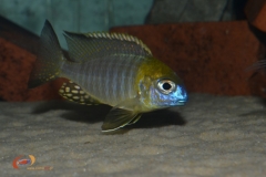 Lethrinops sp.