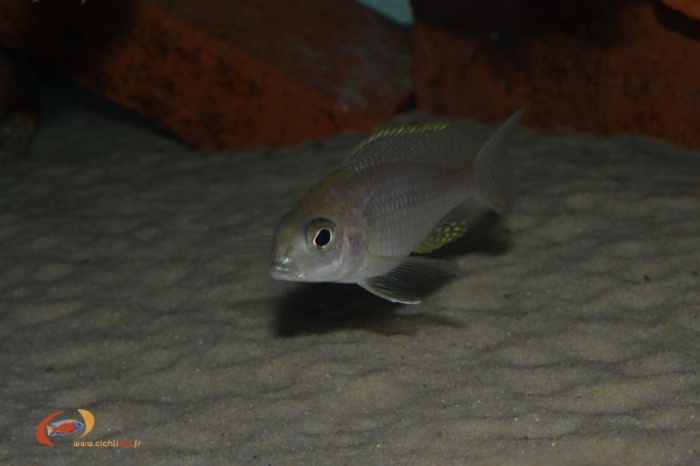 Lethrinops sp.