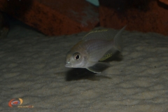 Lethrinops sp.