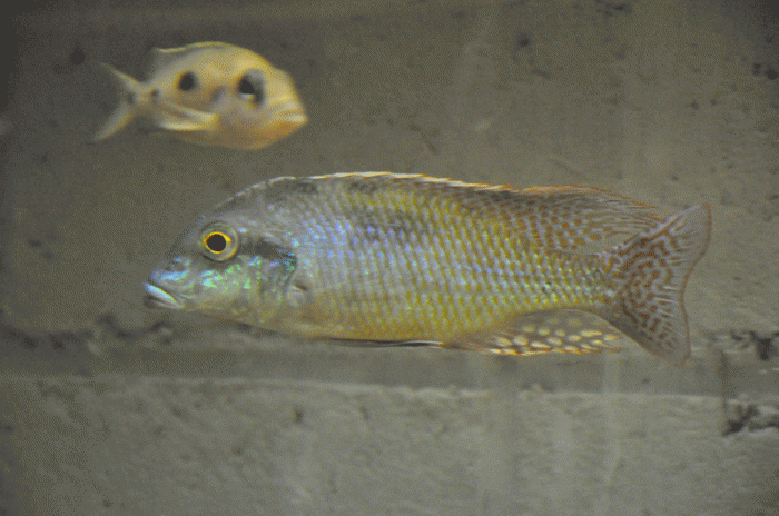 Lethrinops oculatus Chesese (male)
