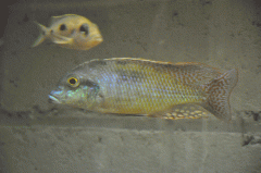 Lethrinops oculatus Chesese (male)