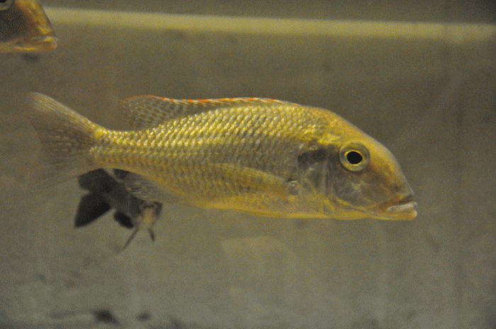 Lethrinops oculatus Chesese (femelle)