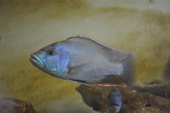 Nimbochromis livingstonii Lupingu (male)
