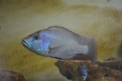 Nimbochromis livingstonii Lupingu (male)