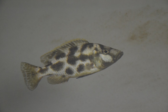 Nimbochromis livingstonii Lupingu (femelle)