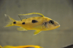 Otopharynx lithobates Chinyankwazi (femelle)
