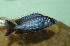 Otopharynx walteri (male)