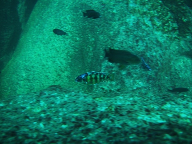 Protomelas sp. 