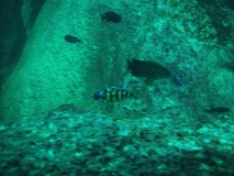 Protomelas sp. 
