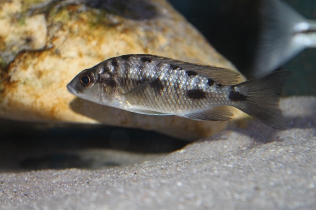 Otopharynx walteri (femelle)