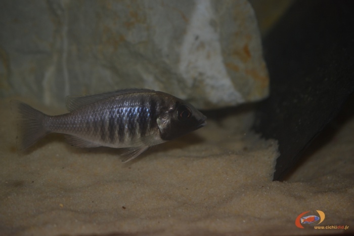 Placidochromis electra Fort Maguire (femelle)