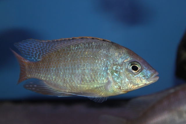 Protomelas fenestratus Monkey Bay (male)