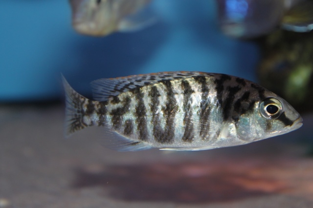Protomelas fenestratus Monkey Bay (femelle)