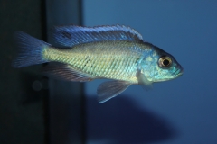 Protomelas marginatus (male)