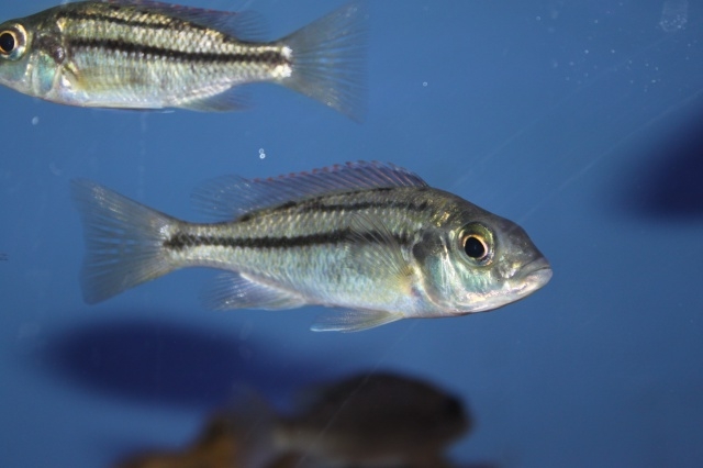 Protomelas marginatus (femelle)