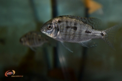 Protomelas sp.