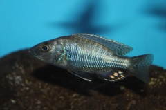 Stigmatochromis melanchros (male juvenile)