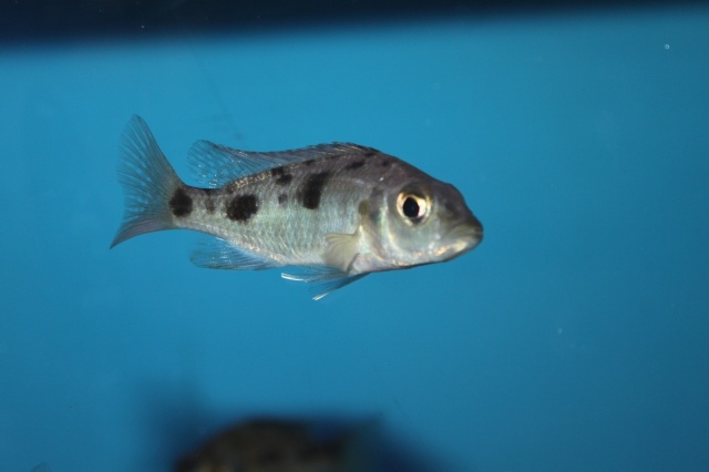 Stigmatochromis melanchros (femelle juvenile)