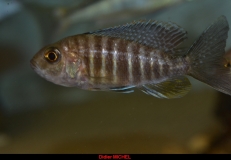 A. jacobfreibergi Otter Point (femelle)