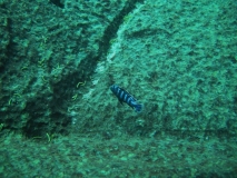 Chindongo saulosi  Taiwan Reef (Mâle)